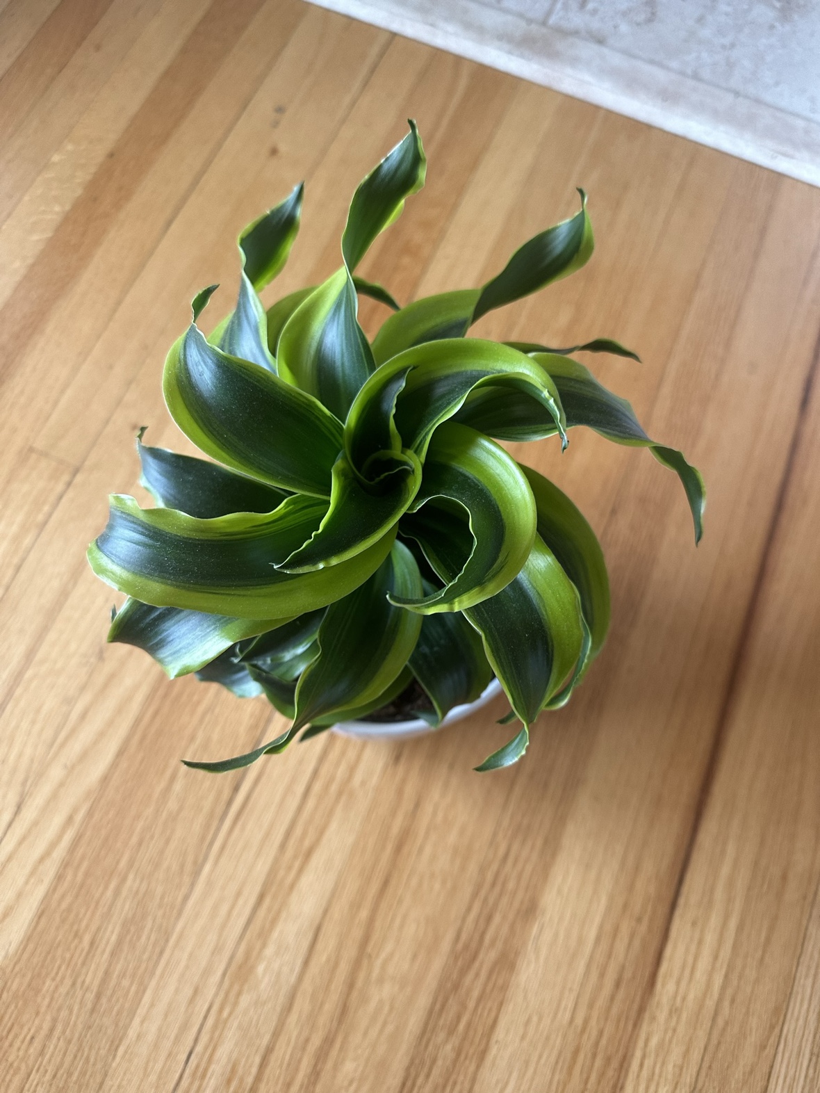 Dragon Tree plant - photo 3