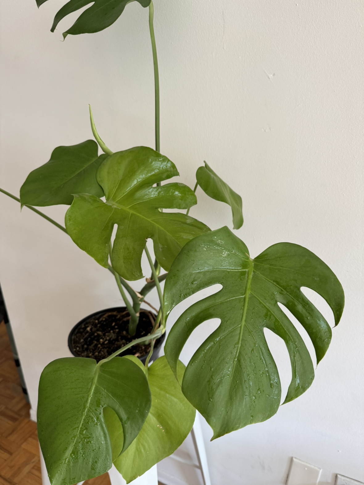 Monstera 🪴No.3