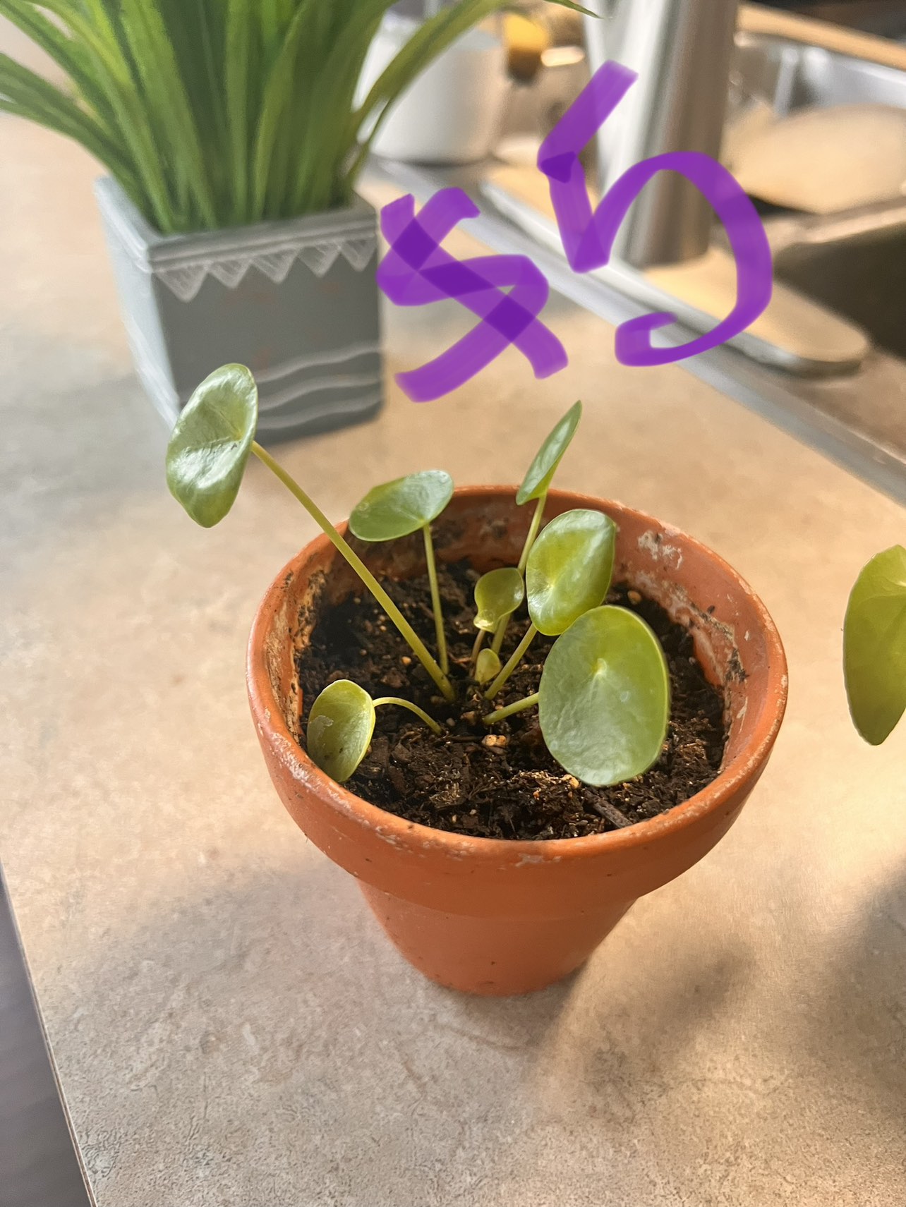Plants