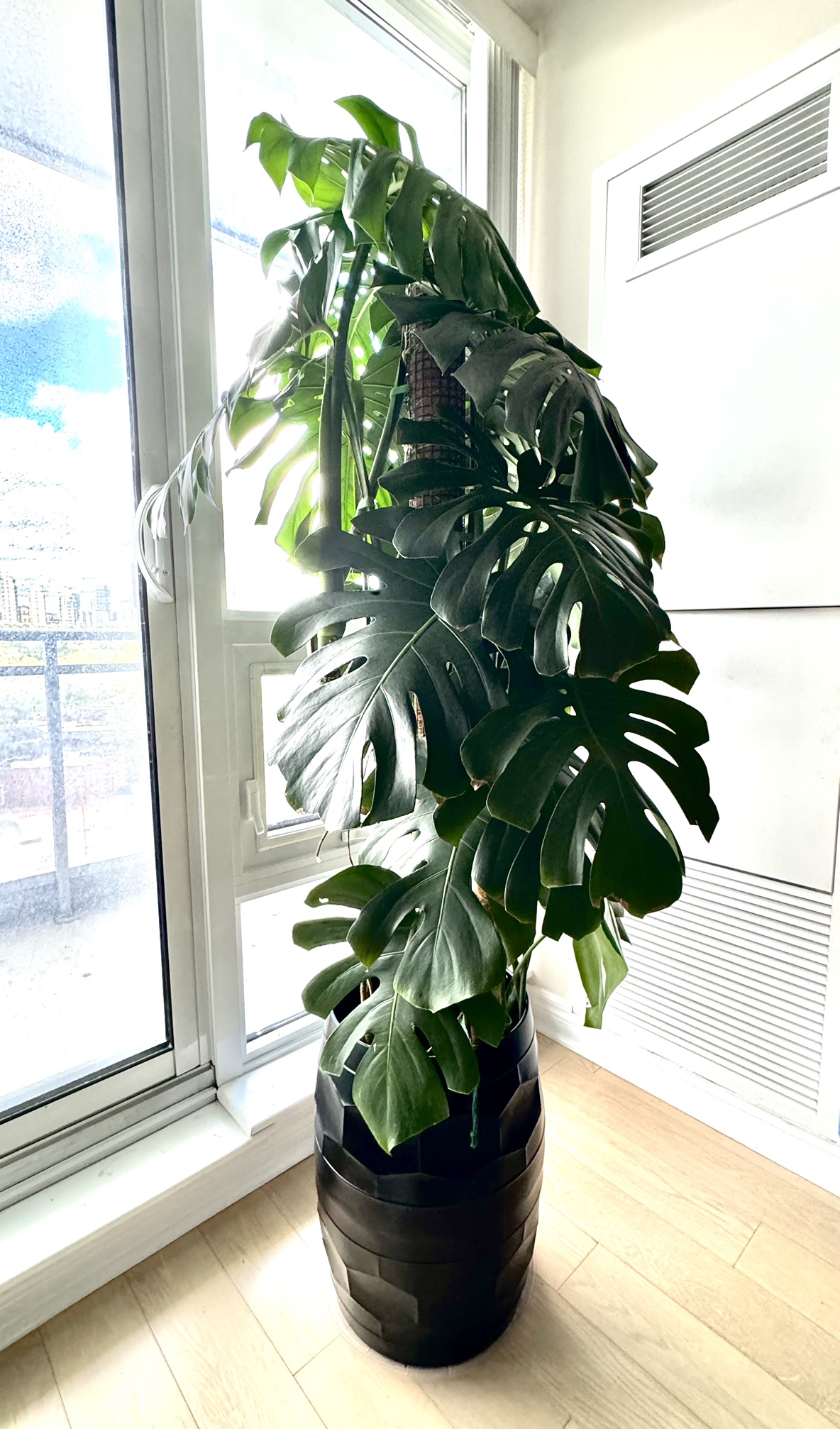 🧡 Monstera indoor plant thumbnail