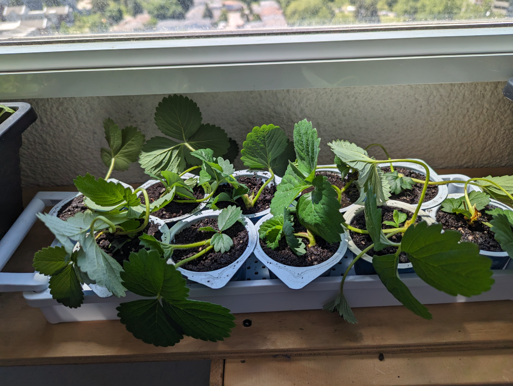 Strawberry plants