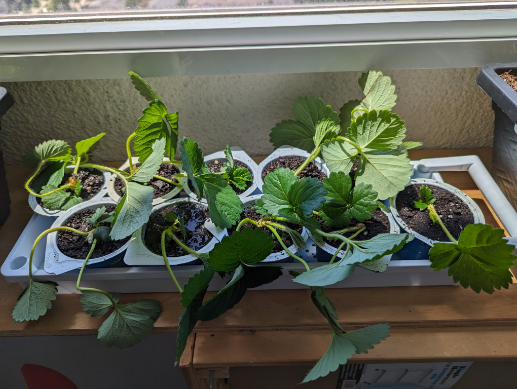 Strawberry plants - photo 2