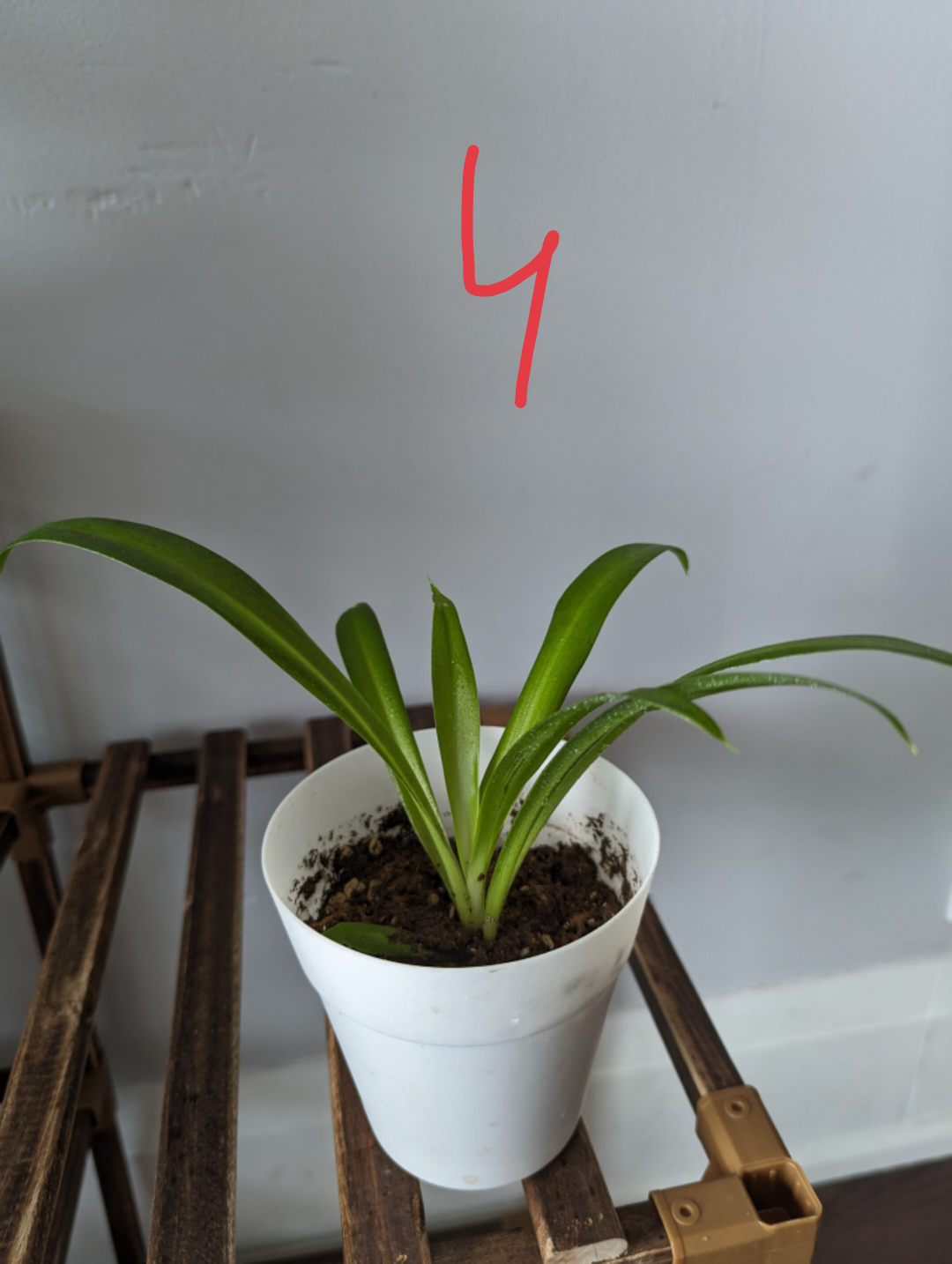 Healthy Spider Plants🌿🌱 image indicator(4)