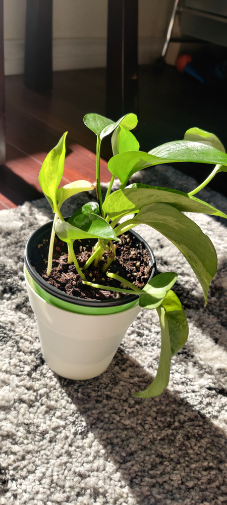 Pothos image indicator(3)