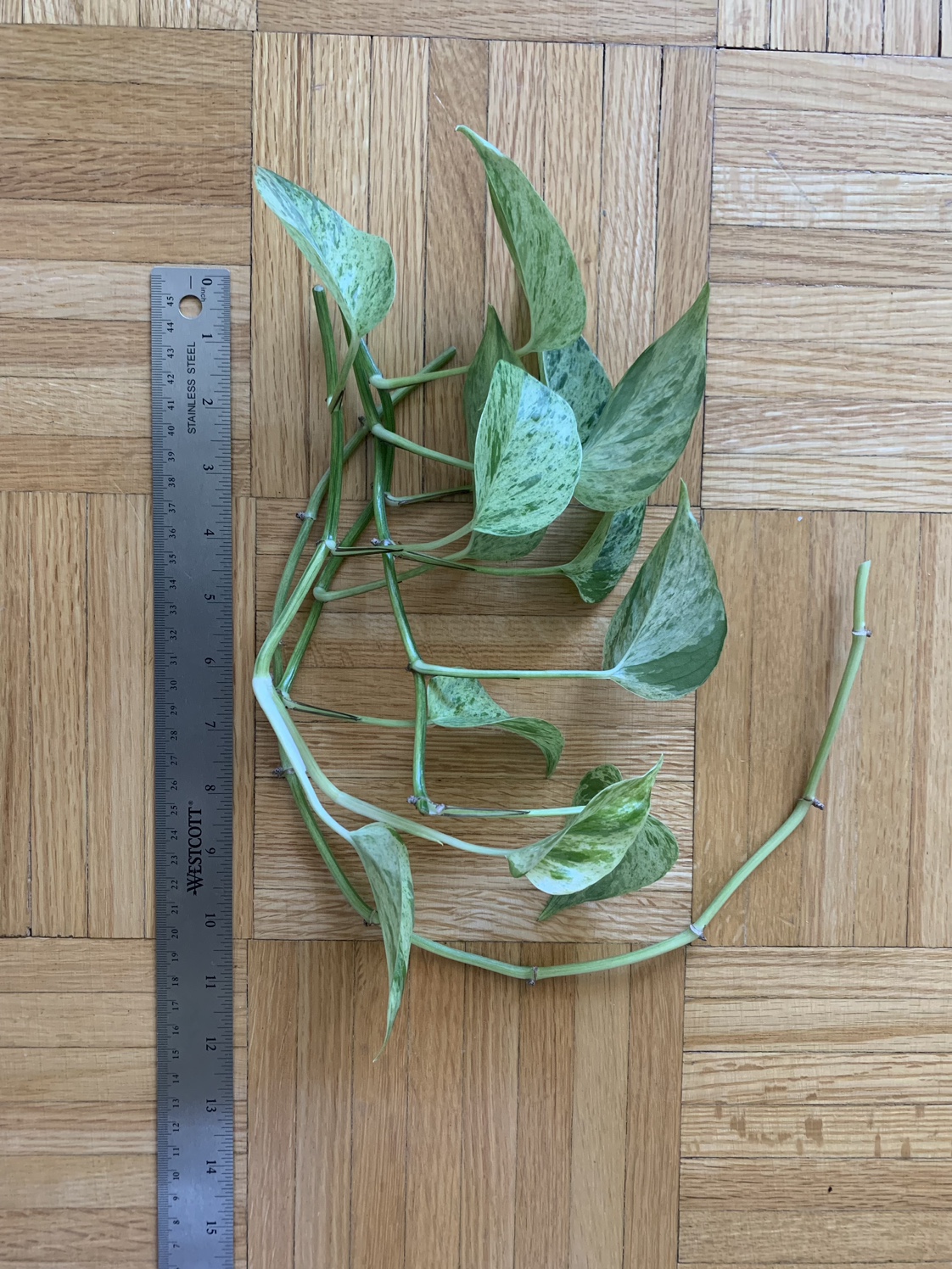 Golden Marble Pothos Cuttings (Short) #freecycle thumbnail