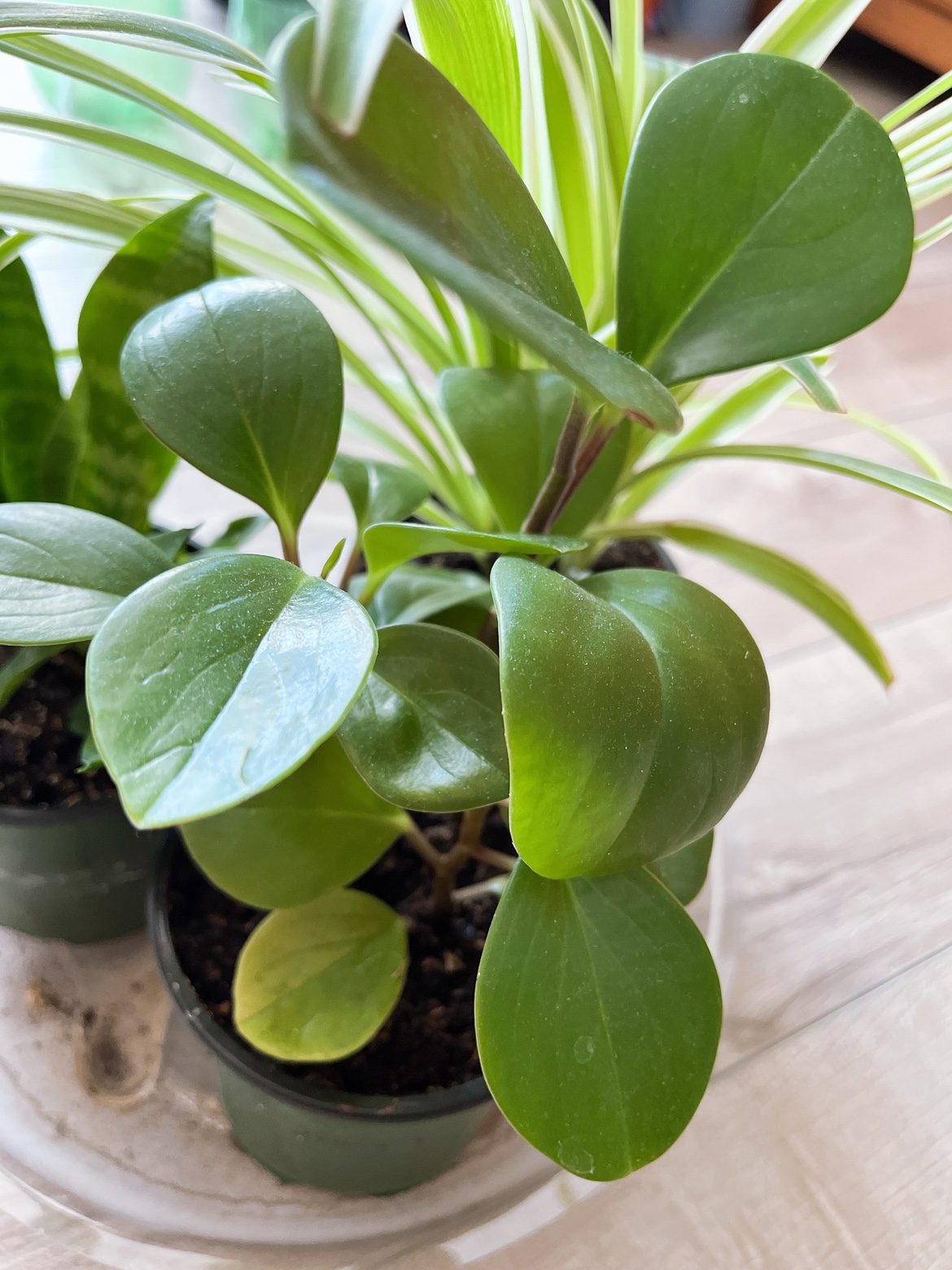 Plants - photo 2