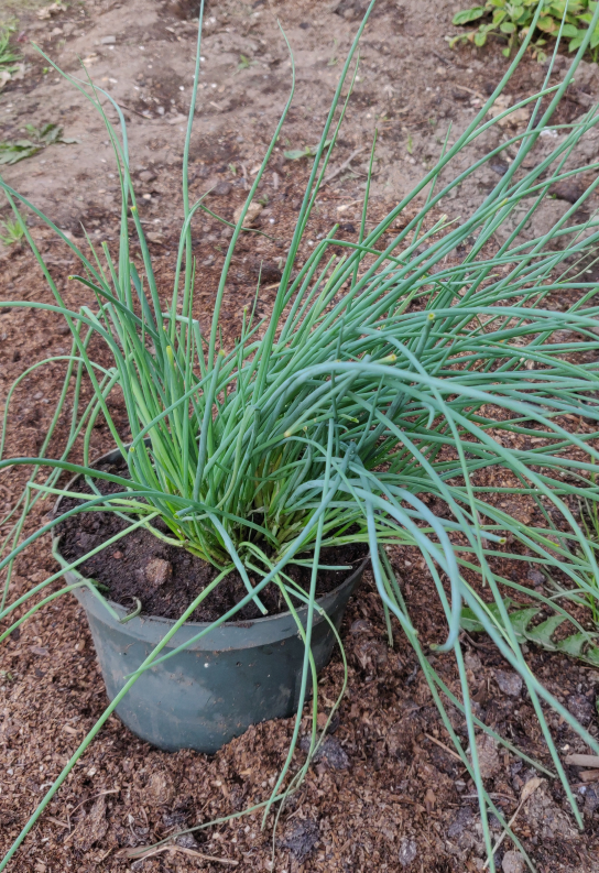 Purple Flower Chives/ Onion chives. $ 10 each - photo 2
