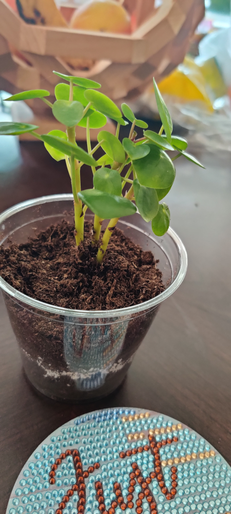 Baby Chinese Money tree (Pilea) image indicator(3)