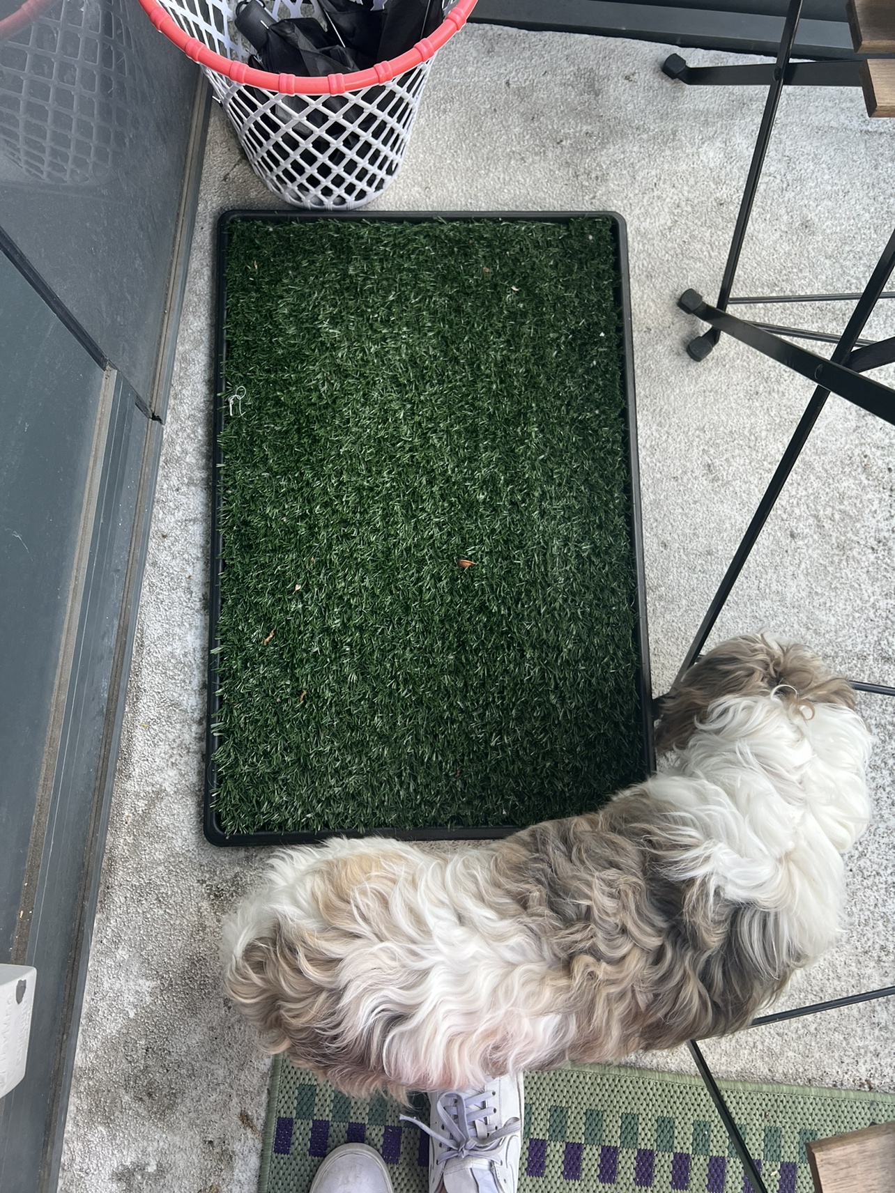Dog grass pad