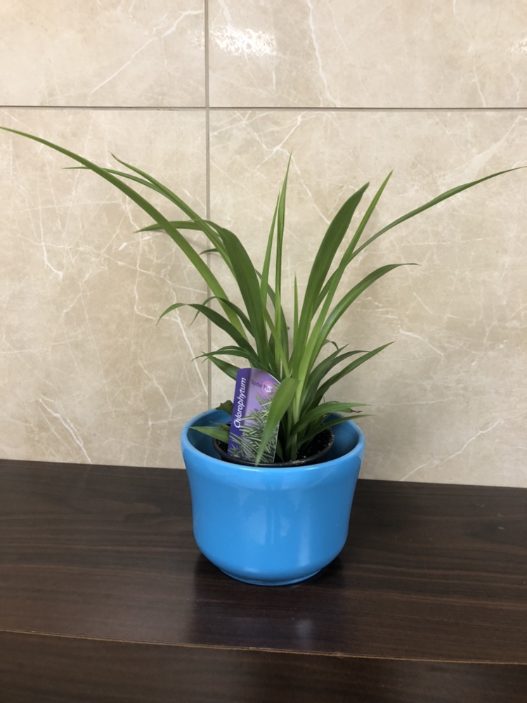 Spider plant with cover pot thumbnail