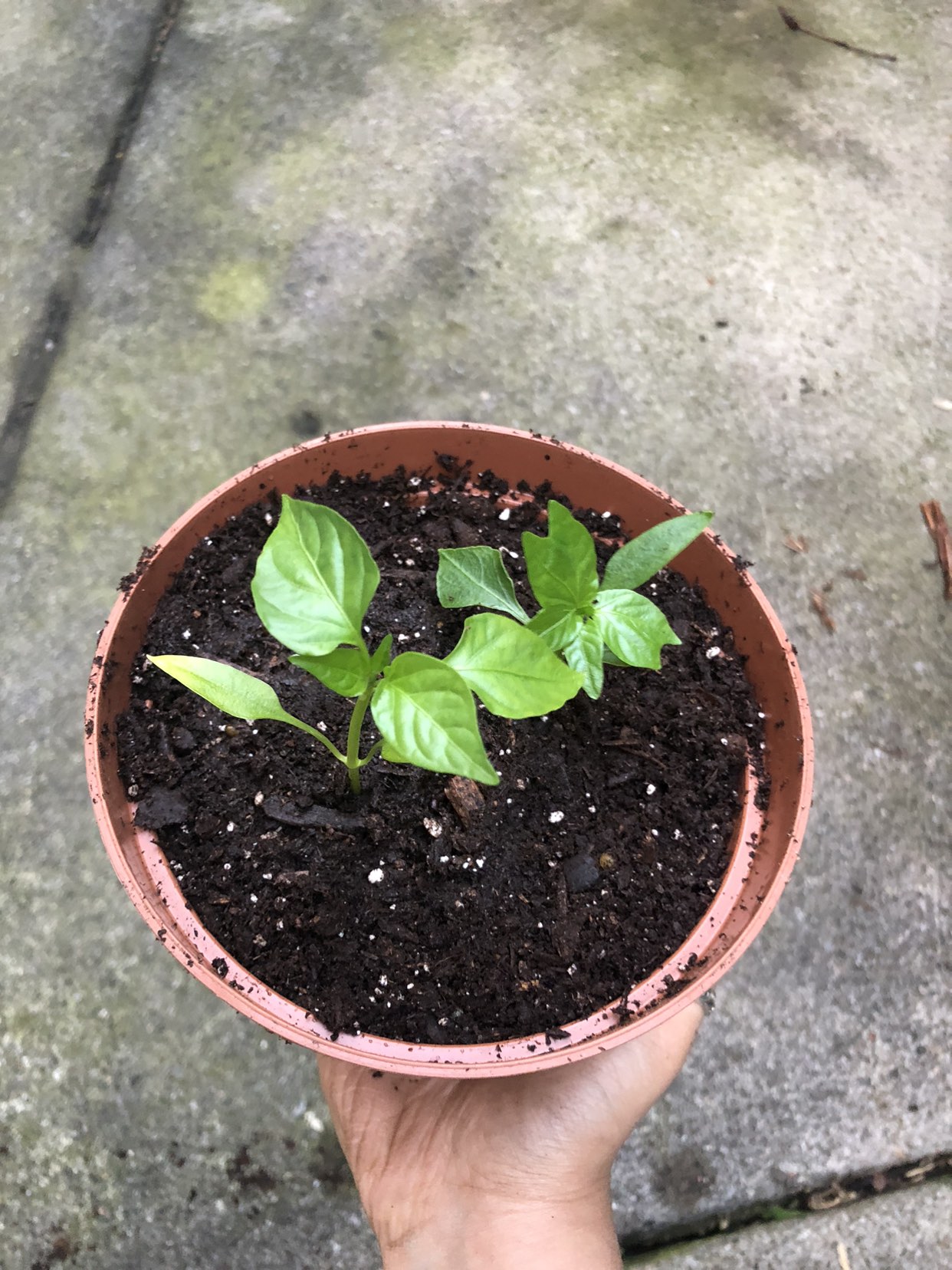Doe Hill sweet pepper seedlings (open to trades) 🧡 image indicator(2)