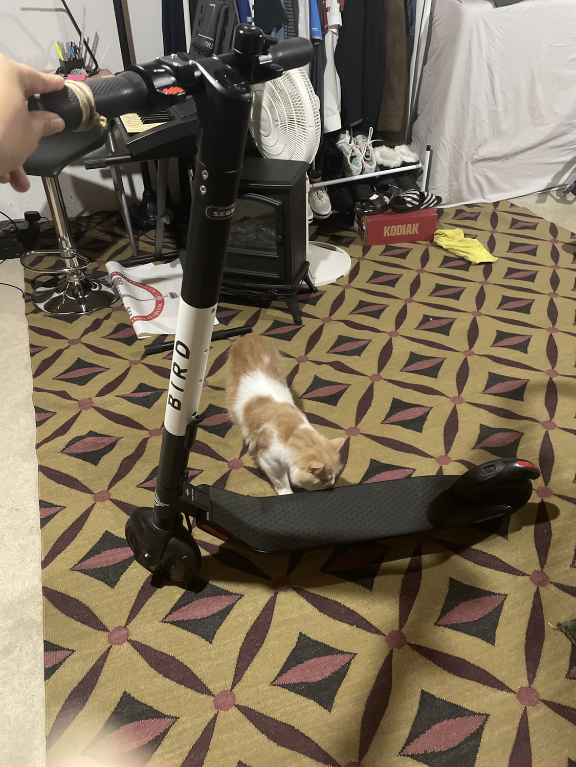 Bird Scooter Electric image indicator(4)