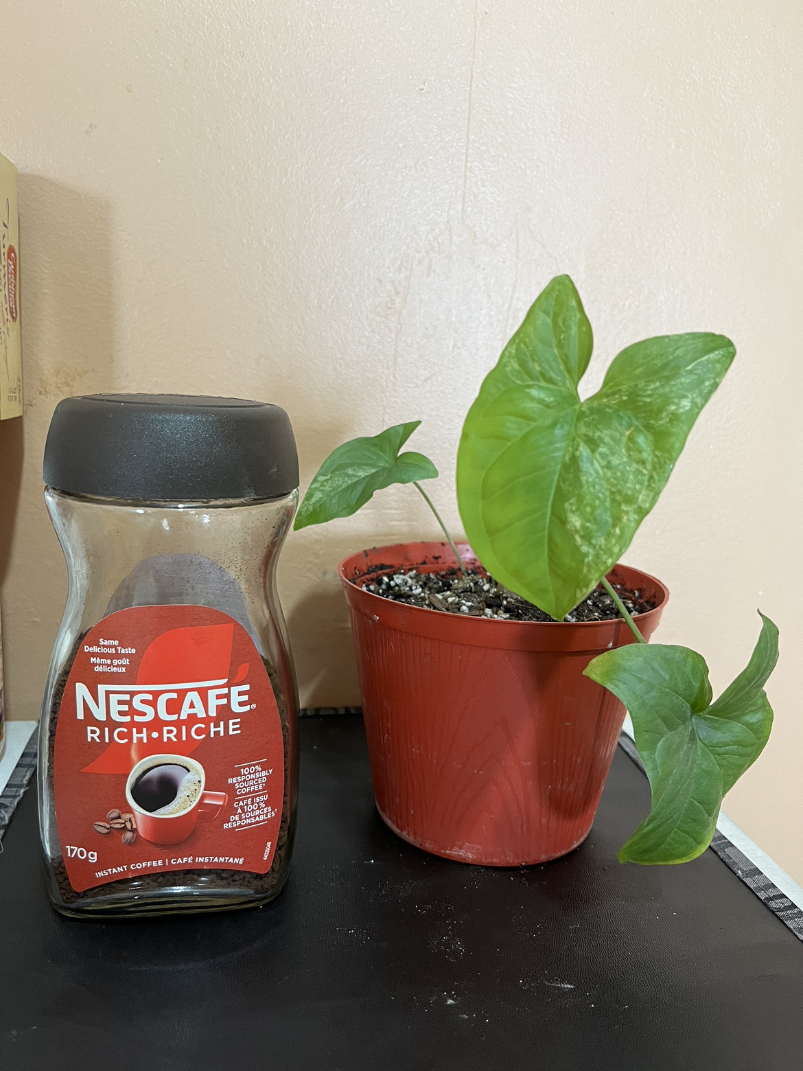 ZZ Plant, Syngonium, Hoya (Sold) & Haworthia image indicator(6)