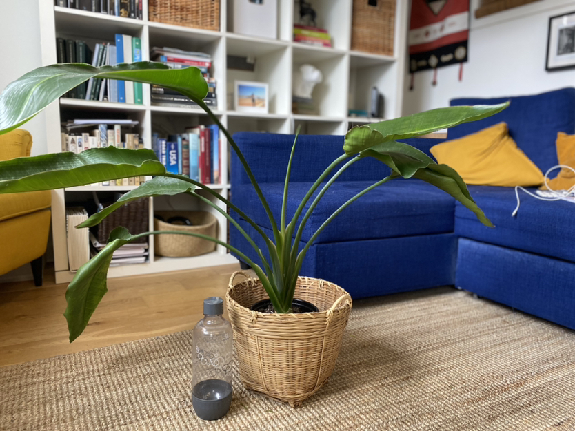 Bird of Paradise (Strelizia) Plant image indicator(6)