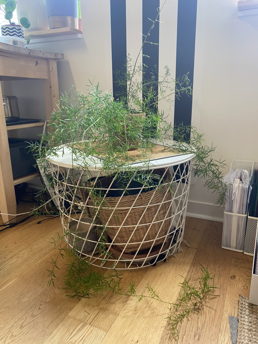 Asparagus Fern image indicator(5)