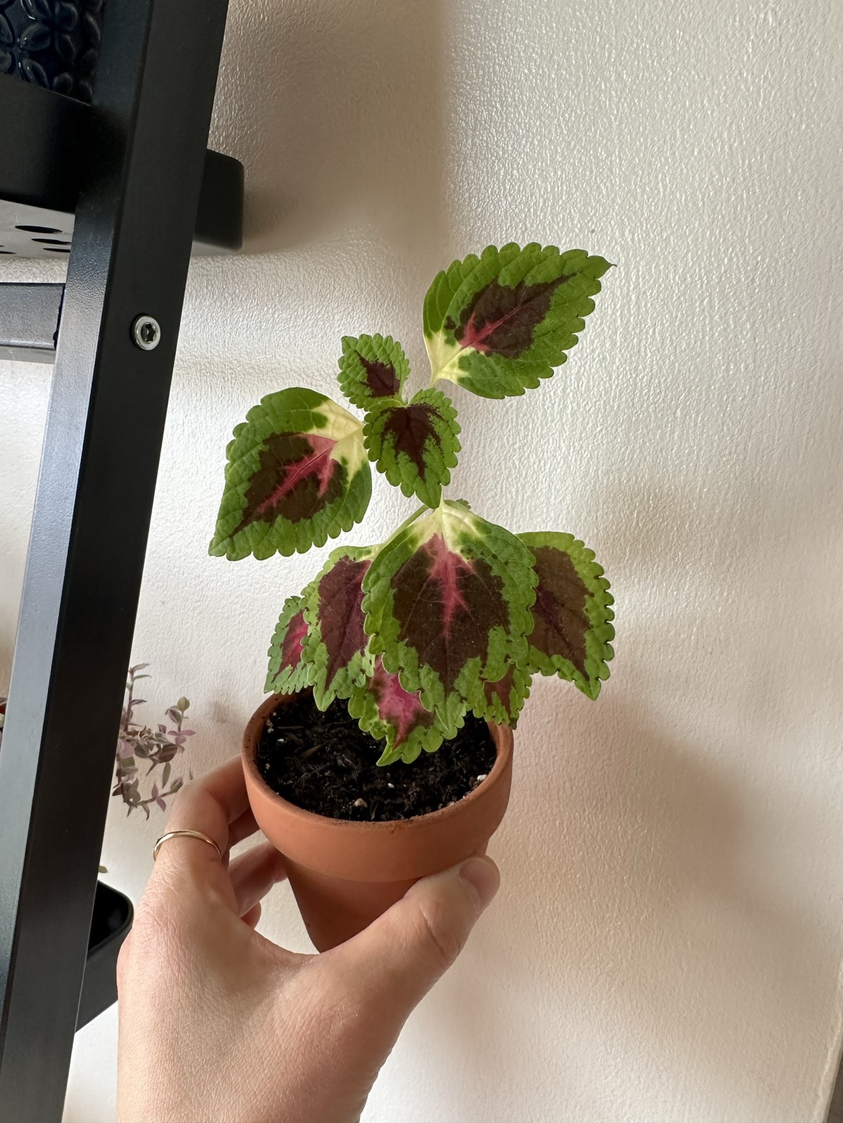 Baby Colues plant