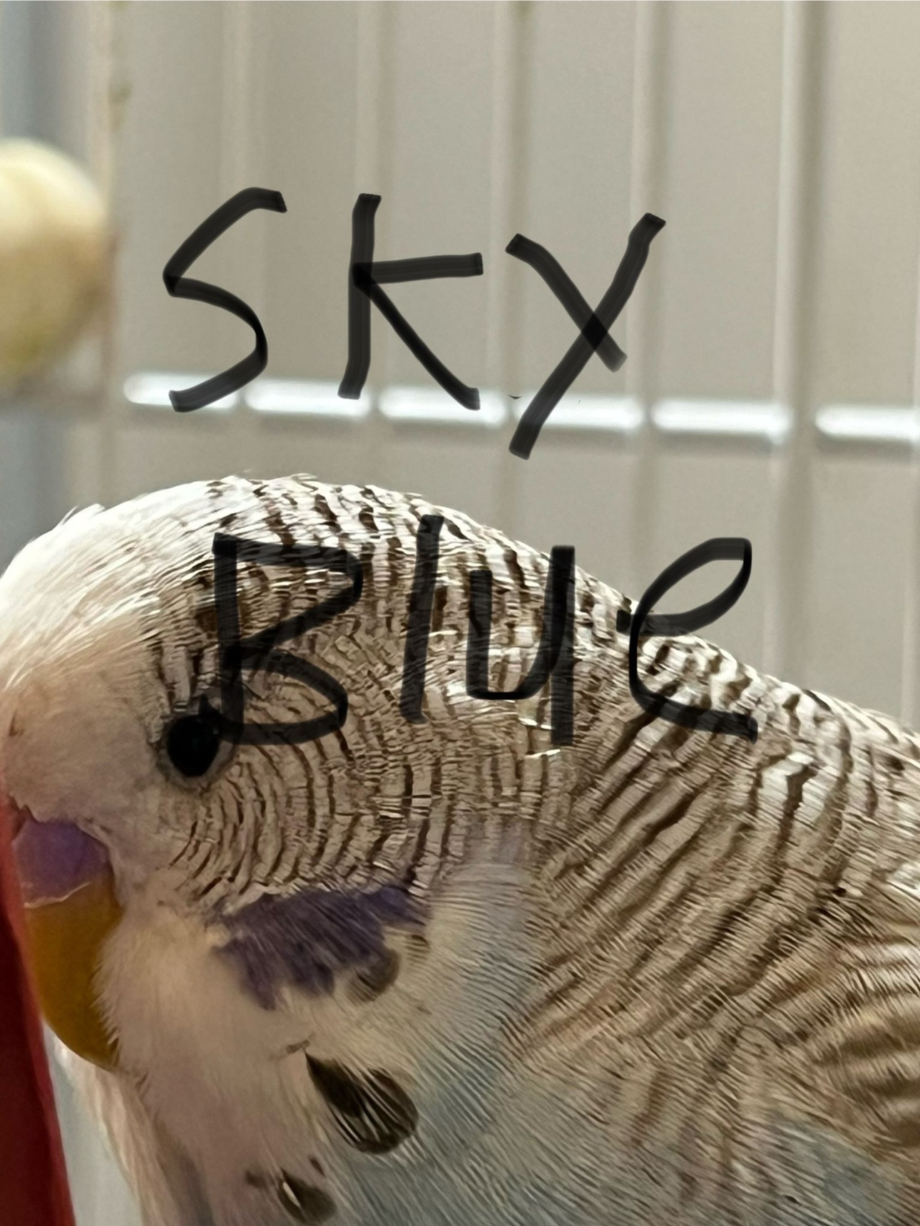 Budgies with cage - photo 4