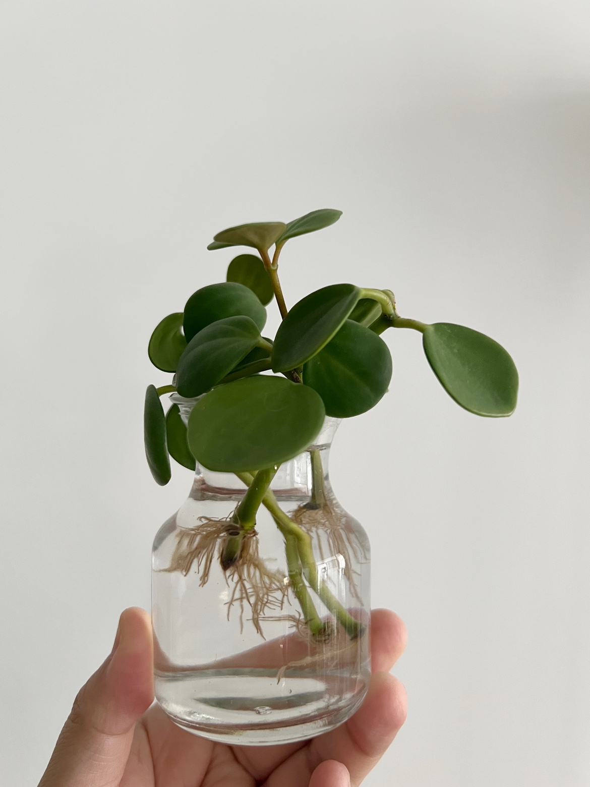 Peperomia hope cuttings 🧡🪴 image indicator(3)