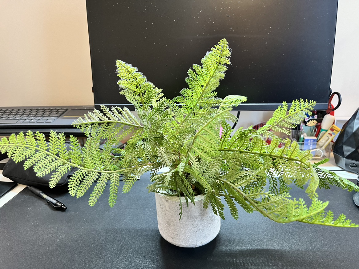 Decoration Plants #freecycle