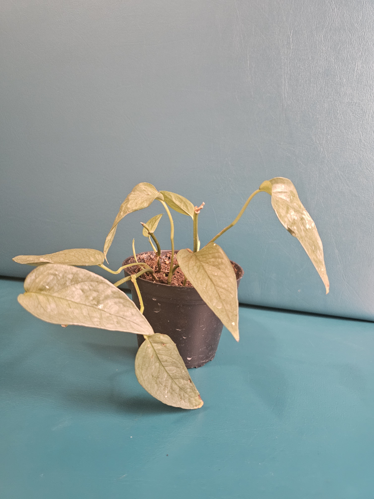 blue pothos 🥕 thumbnail
