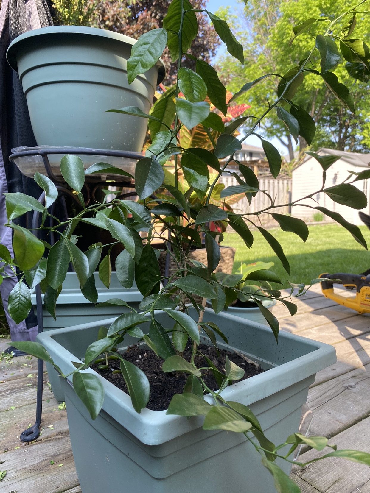 Organic Lime tree. image indicator(9)