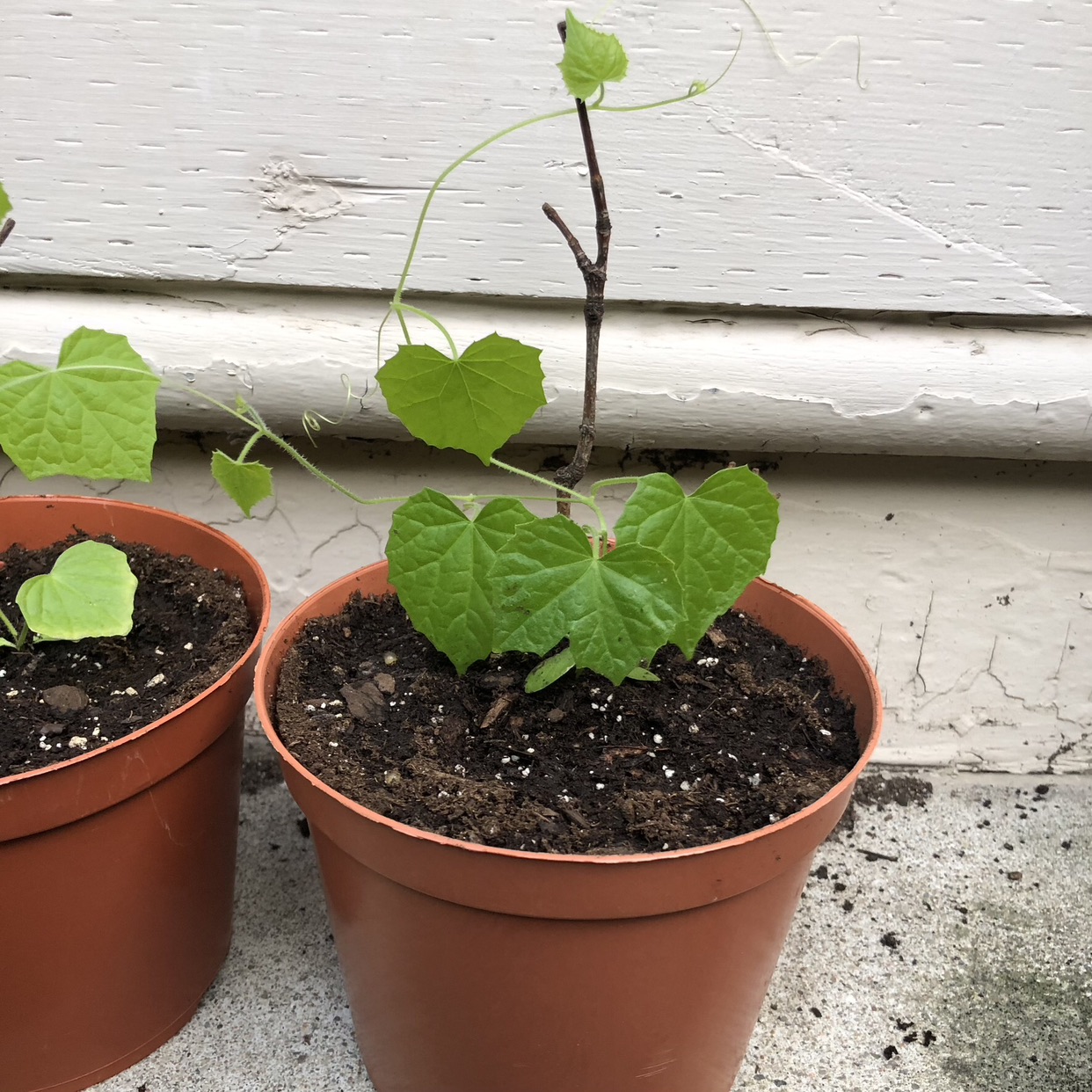 Cucamelon seedlings (open to trades) image indicator(4)