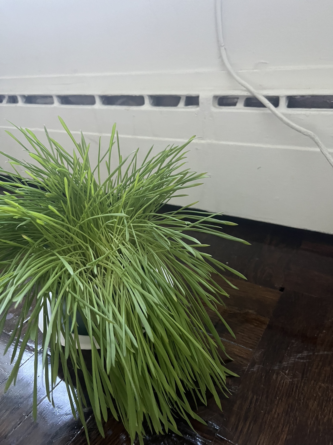 CAT GRASS 🌱 - FREE!!!