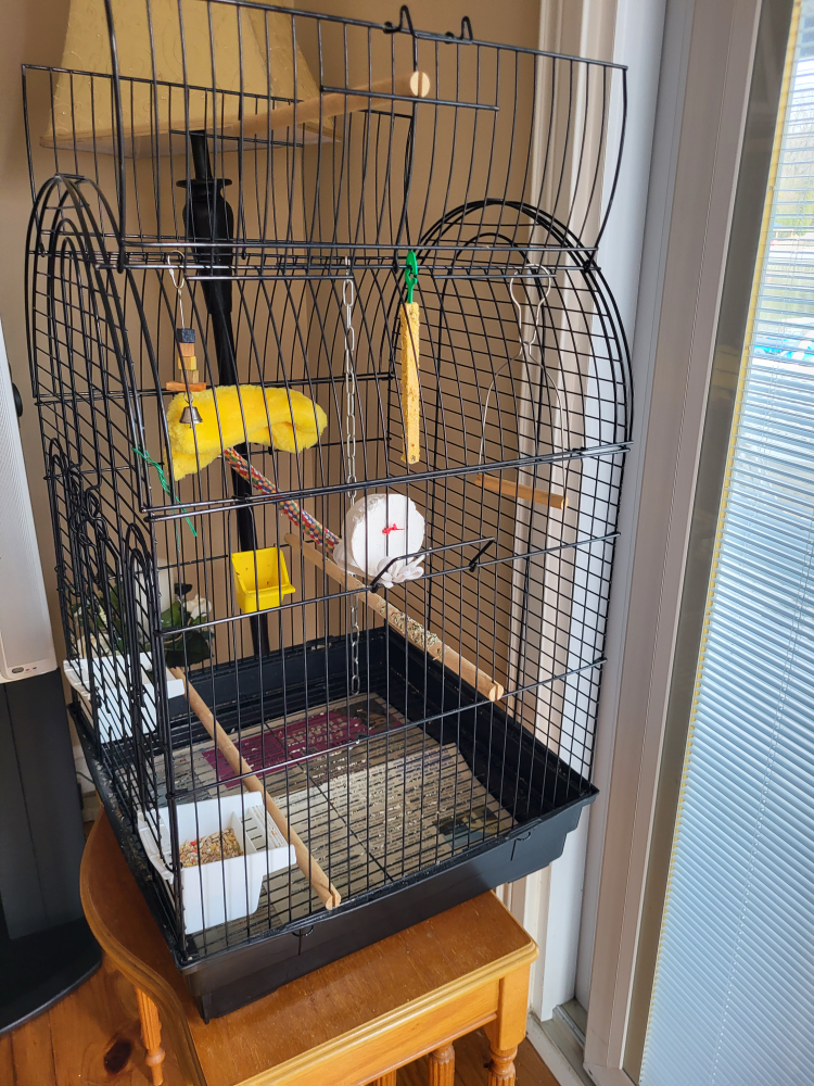 bird cage image indicator(5)