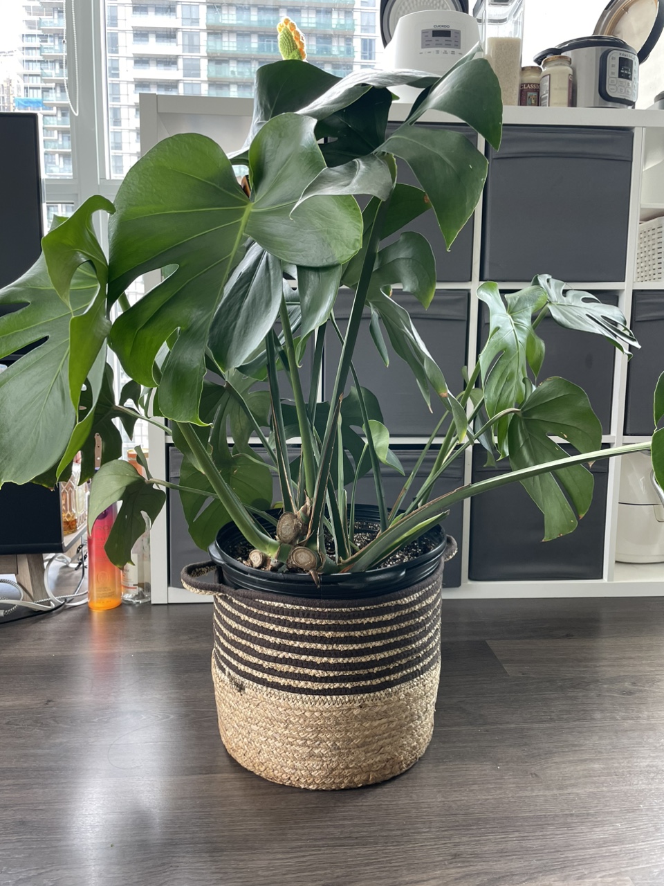 Monstera deliciousa thumbnail