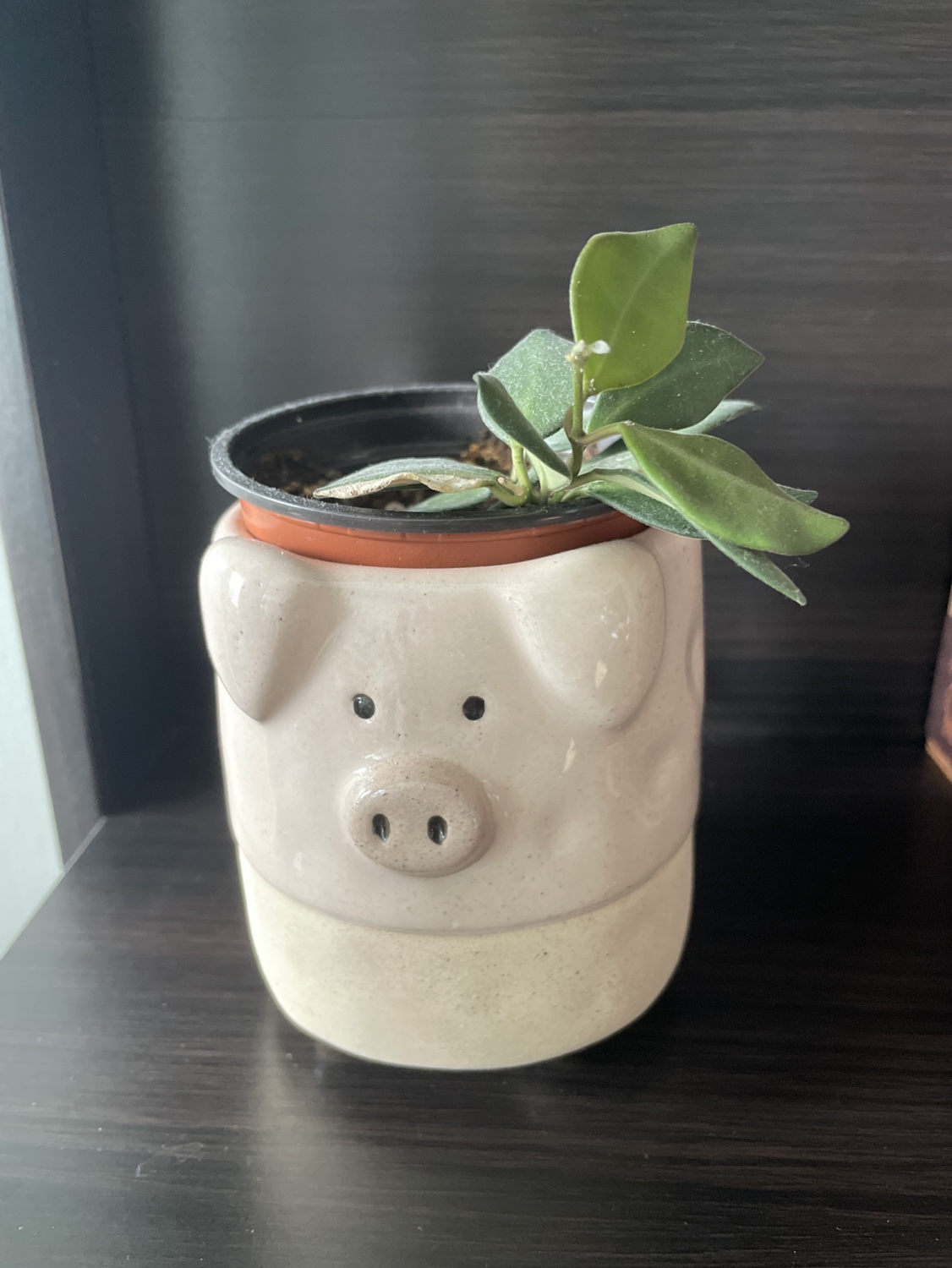 hoya plant - photo 2