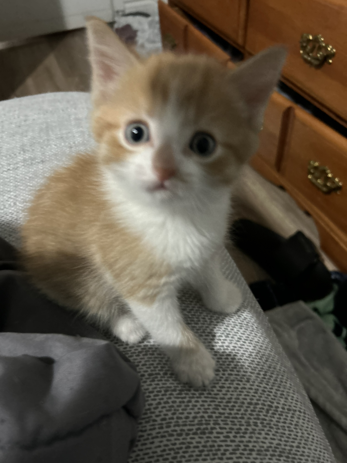 Kittens thumbnail