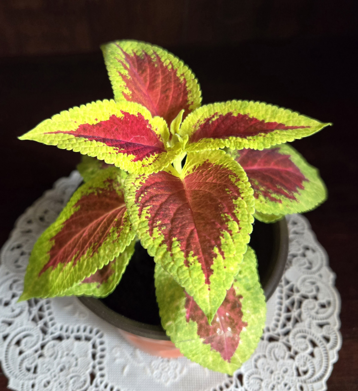 Assorted indoor plant babies image indicator(2)