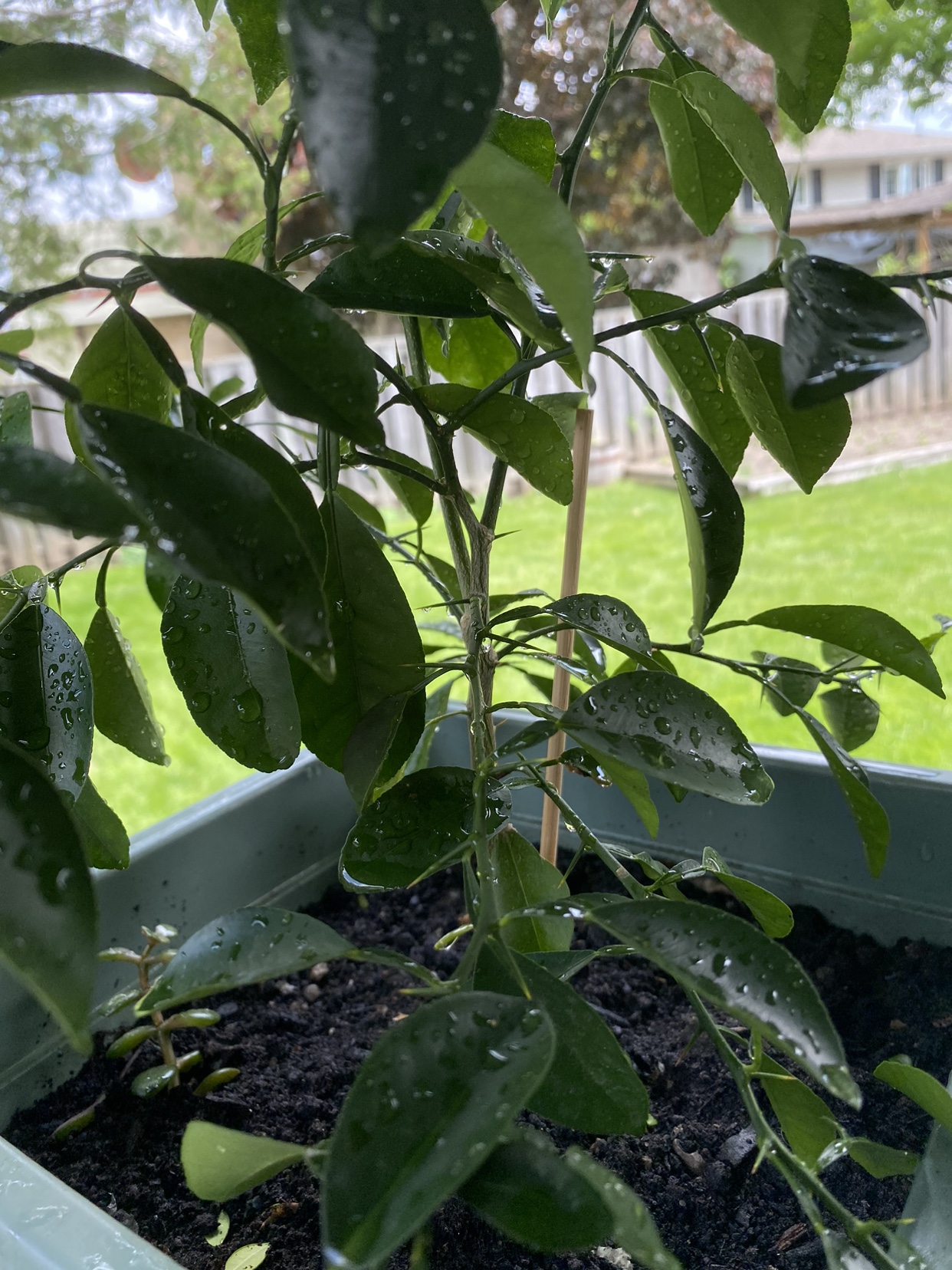 Organic Lime tree. image indicator(2)