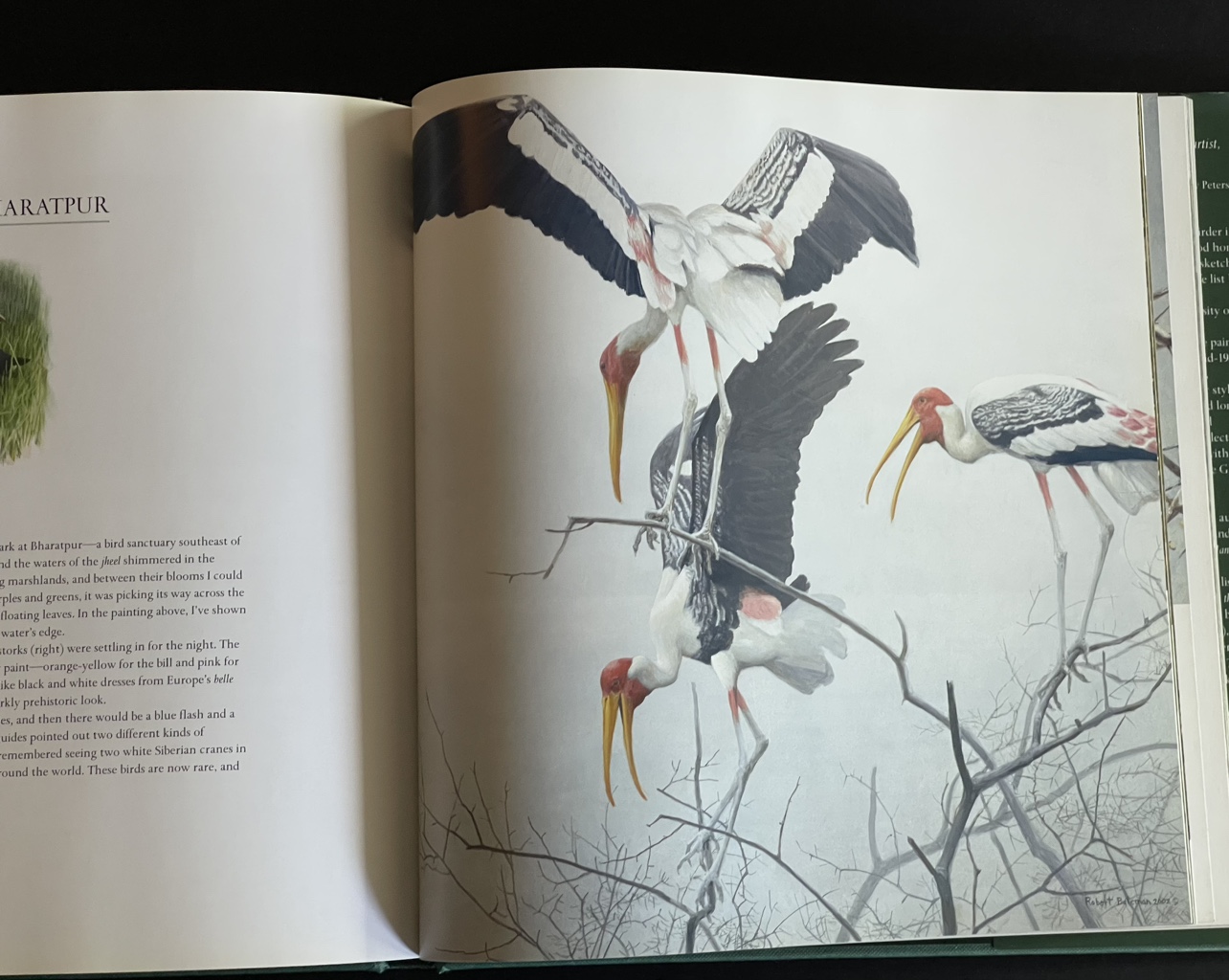 Beautifully illustrated BIRDS book by Robert Bateman - photo 3