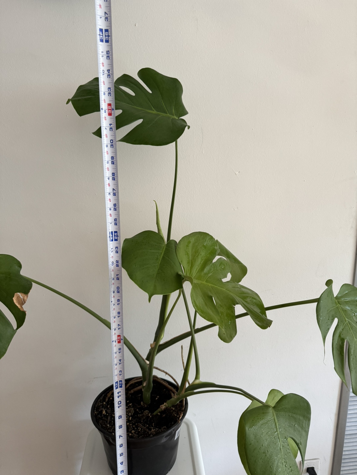 Monstera 🪴No.3 - photo 2