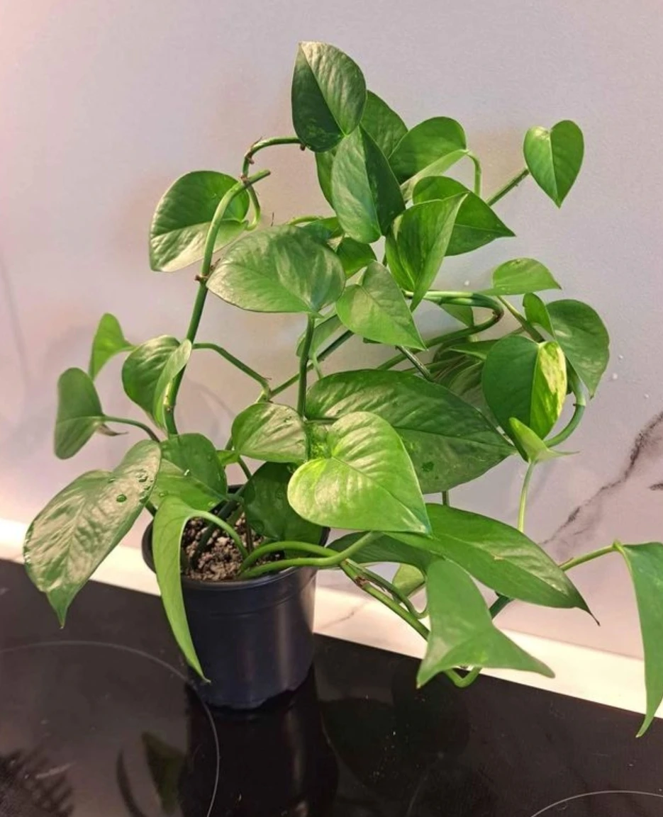 Pothos plant 🧡