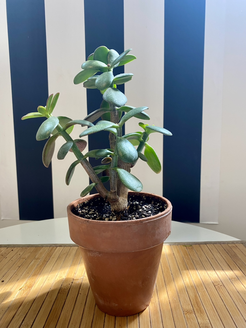 Jade Plant image indicator(4)