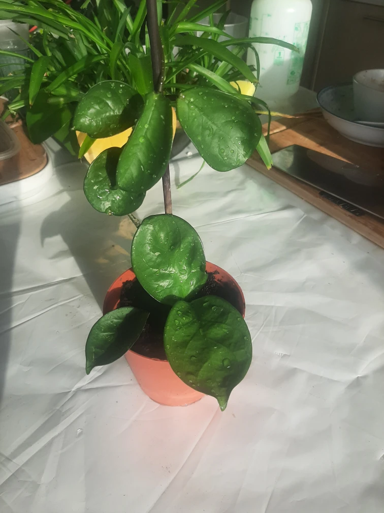 Baby Hoya House Plant thumbnail
