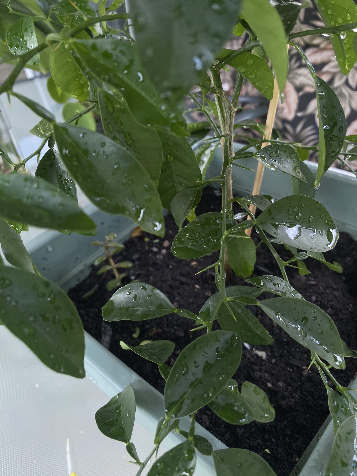 Organic Lime tree. image indicator(5)