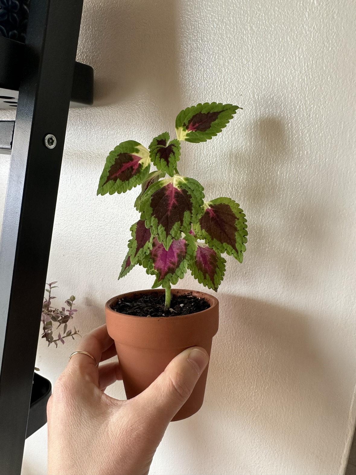 Baby Colues plant - photo 2