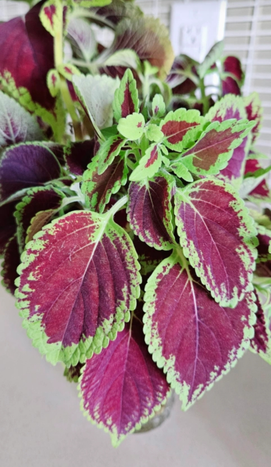 Coleus Cuttings 🥕 thumbnail