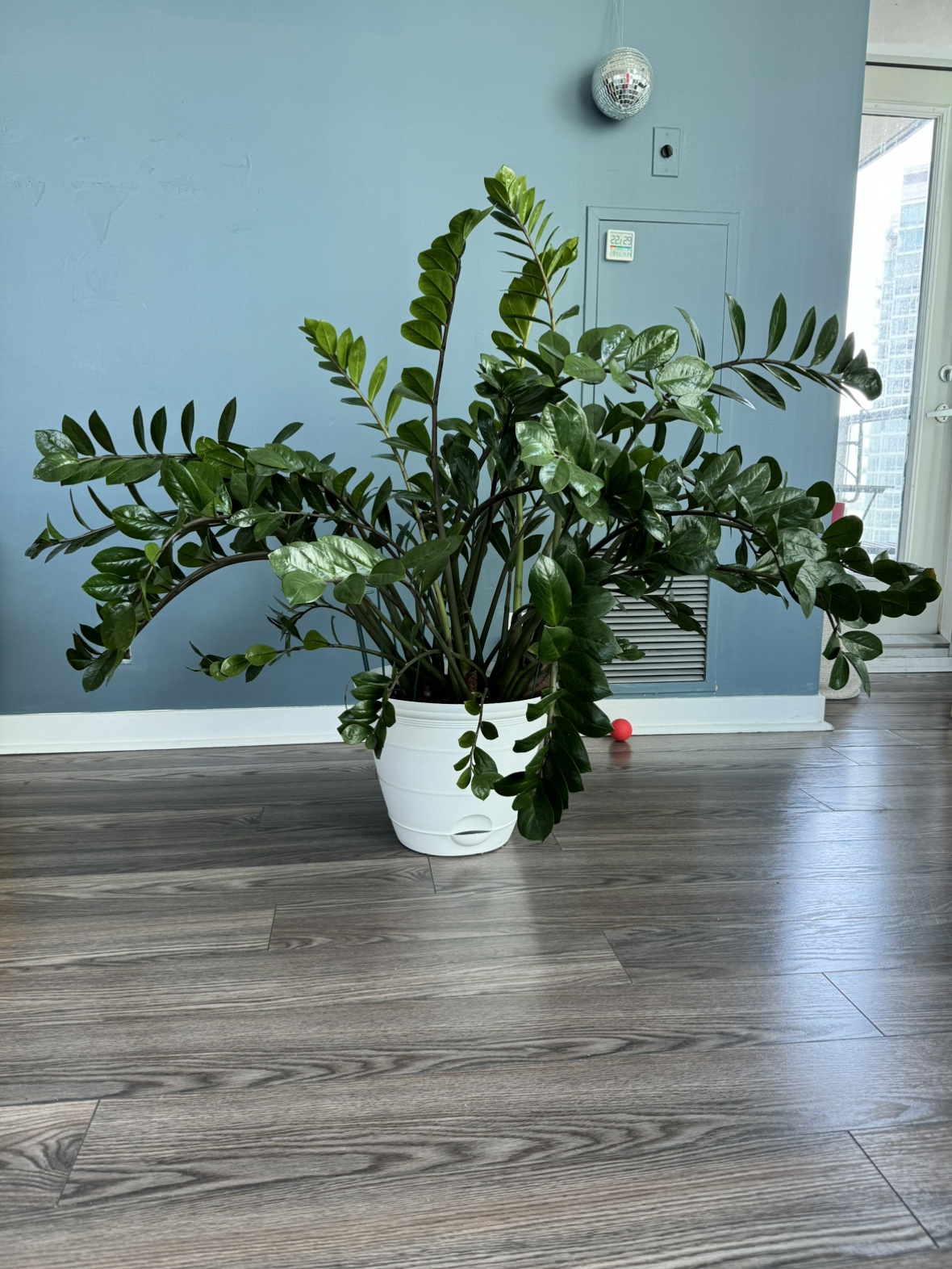 Large ZZ plant thumbnail