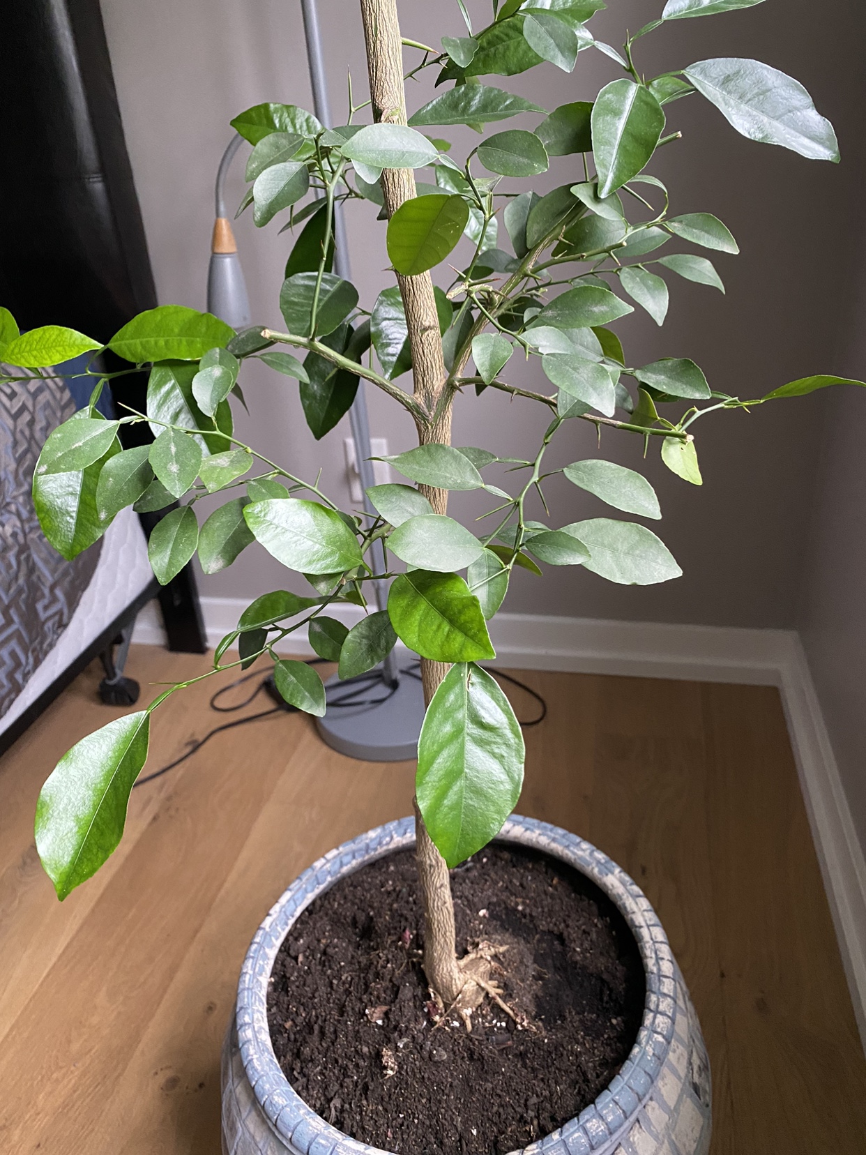 Organic Lime tree. image indicator(3)