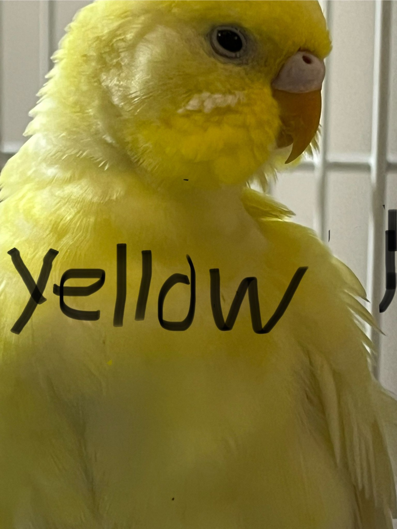 Budgies with cage - photo 5