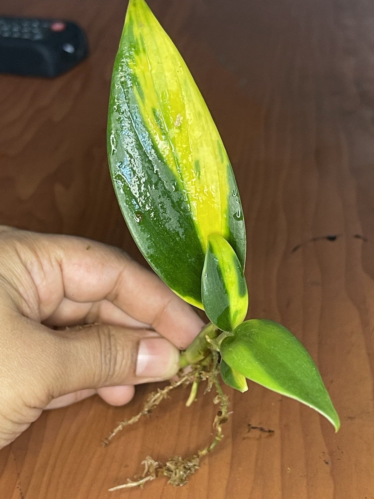 Scindapsus Coriaceus thumbnail