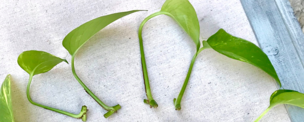 Freecycle pothos one node cutting #freecycle freecycling thumbnail