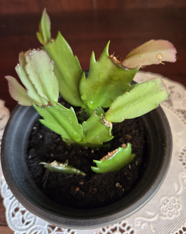 Assorted indoor plant babies image indicator(6)