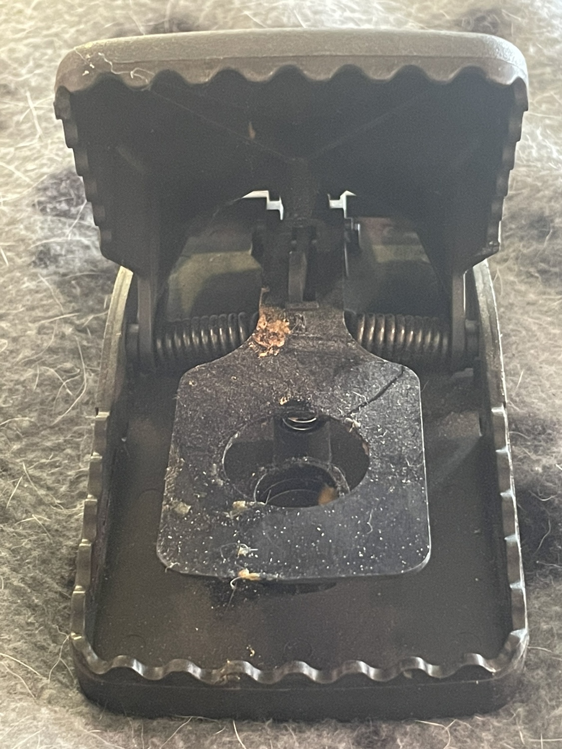 Superior rat trap image indicator(4)