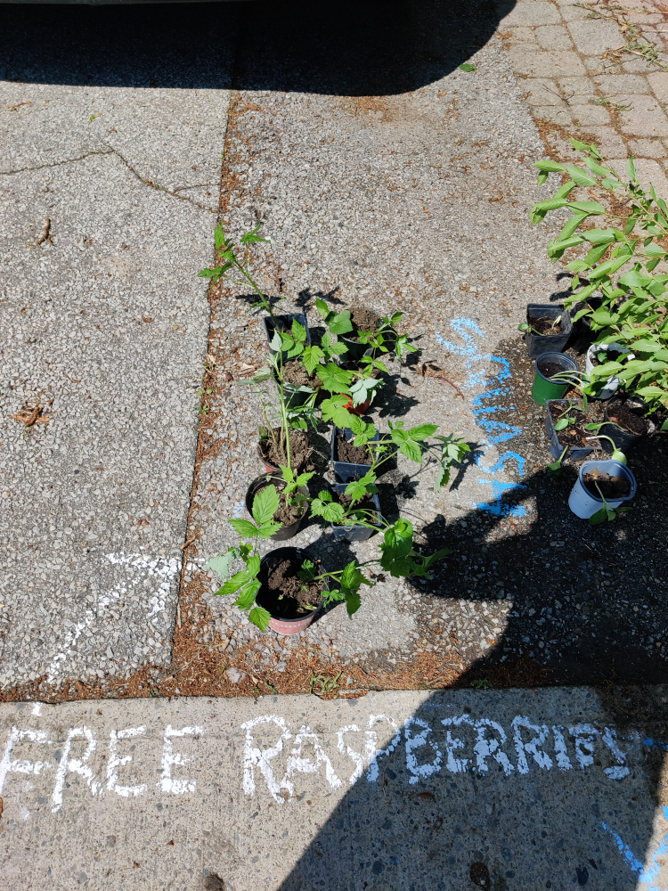 free seedlings, tree image indicator(2)