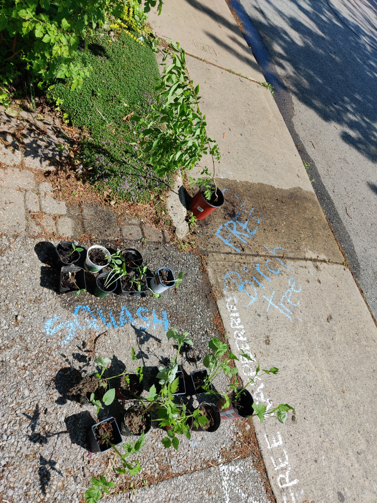 free seedlings, tree image indicator(4)